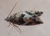 Epinotia sp.